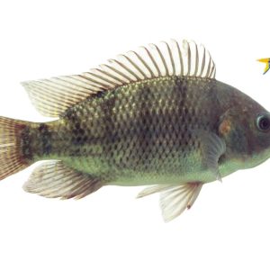 Black Tilapia ( 400-1000)GM
