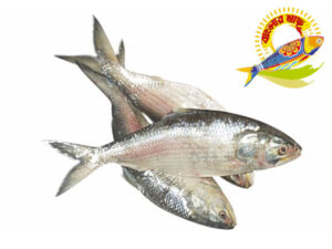 Banglar Hilsha Special Pack (3pcs-5pcs) - 1000gm