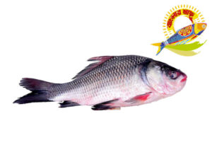 Katla (3kg-10kg) - 3kg UP