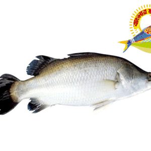 Koral (1KG-5KG)