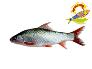 Mrigal (2kg-6kg) - 2 kg UP