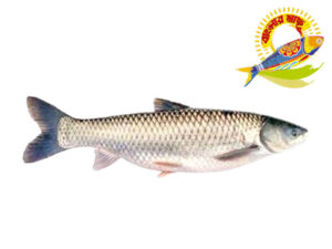 Mrigal (2kg-6kg) - 3 kg UP