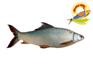 Mrigal (2kg-6kg) - 6kg UP