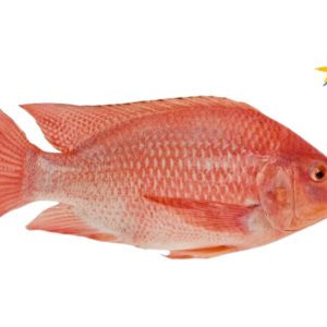 Red Tilapia (600-800)GM