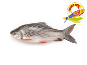 Rohu (1.5kg-6kg) - 3kg UP