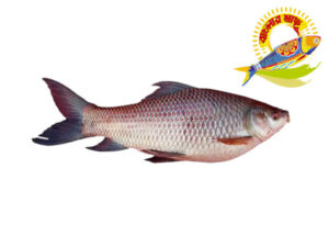 Rohu (1.5kg-6kg) - 4kg UP