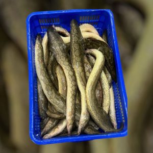 Long Baim - 20 inches up