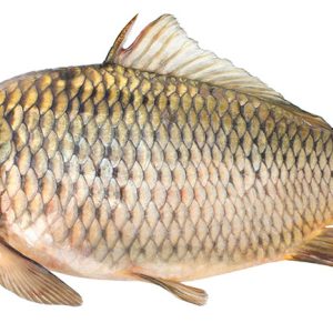 Carfu Fish Banglar Maach