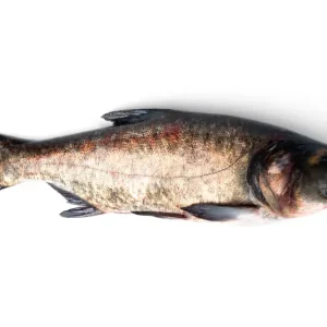 Silver Carb (Big Head)