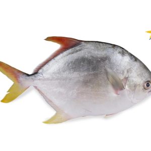 golden pomfret 400 GM up/pc
