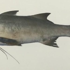 Lakkha Fish (G)  Banglar Maach