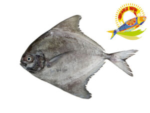 Black Pomfret 500g up