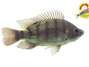 Black Tilapia ( 400-1000)GM