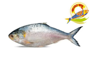 Banglar Hilsa