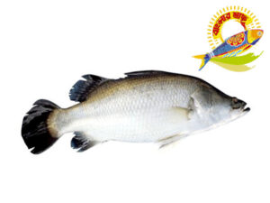 Koral (1KG-5KG)