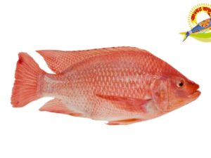 Red Tilapia (600-800)GM