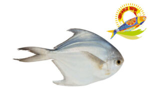 Silver Pomfret 100gm-300gm